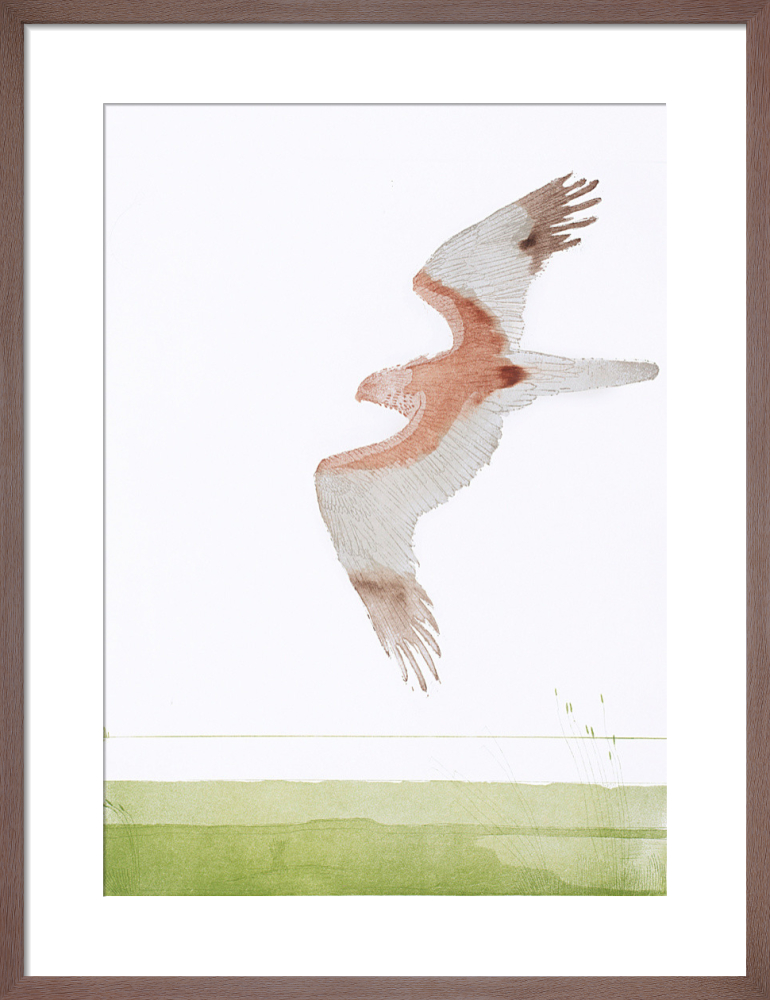 Marsh Harrier 1974