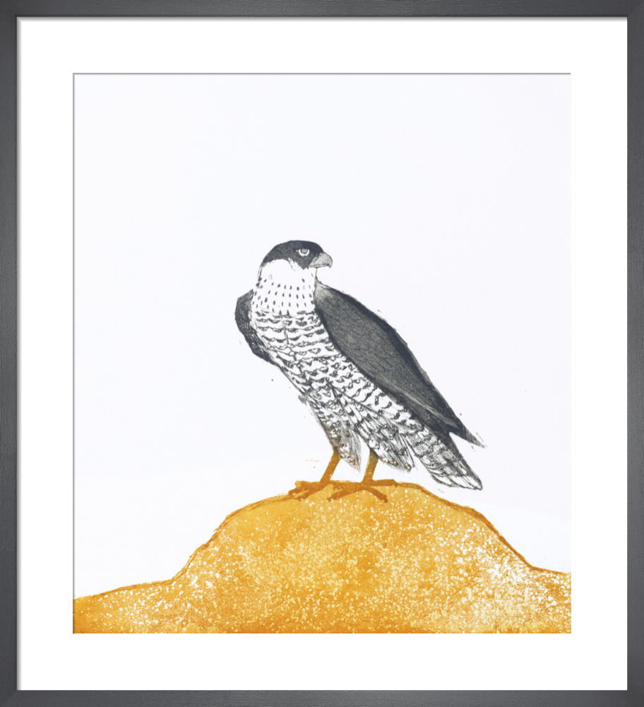 Peregrine Falcon 1974