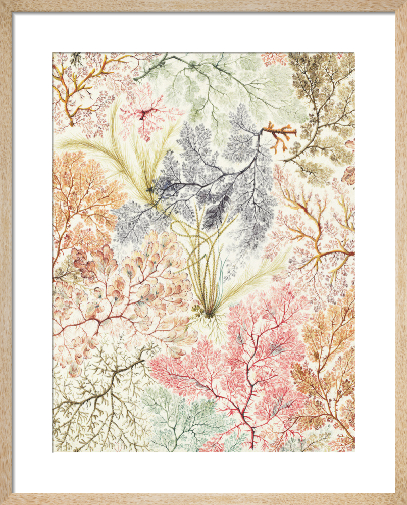 Design for a printed cotton, 1788-92