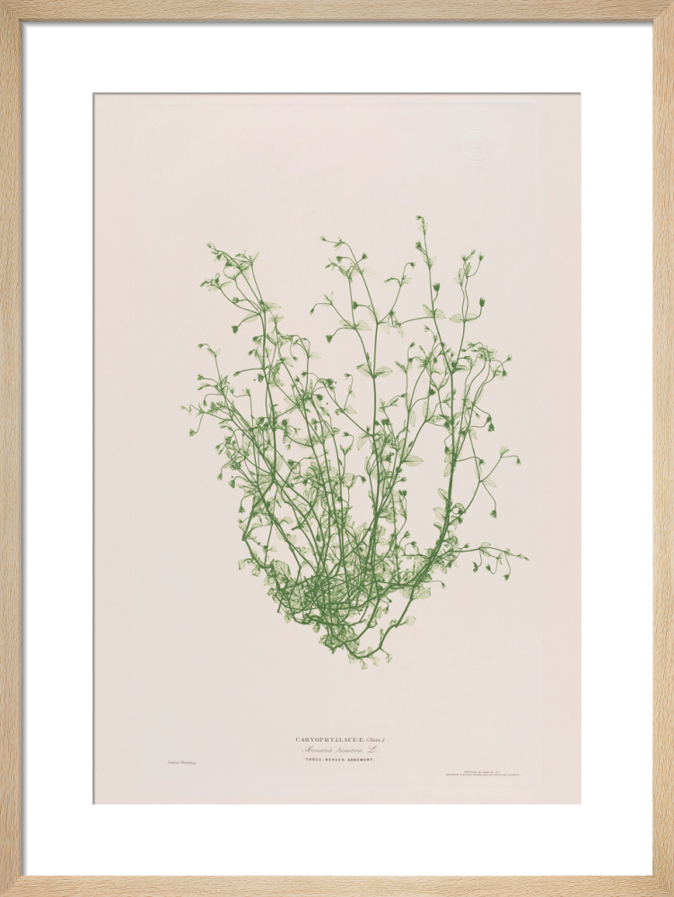 Arenaria Trinervis (Three-nerved Sandwort), 1854