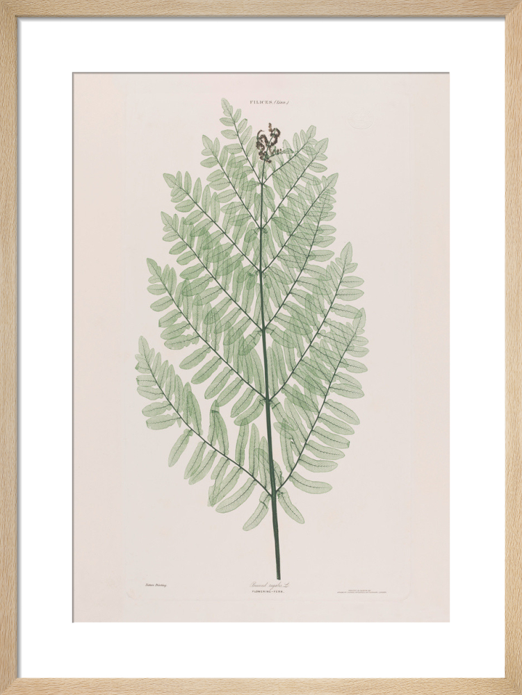 Osmund Regalis (Flowering Fern), 1854