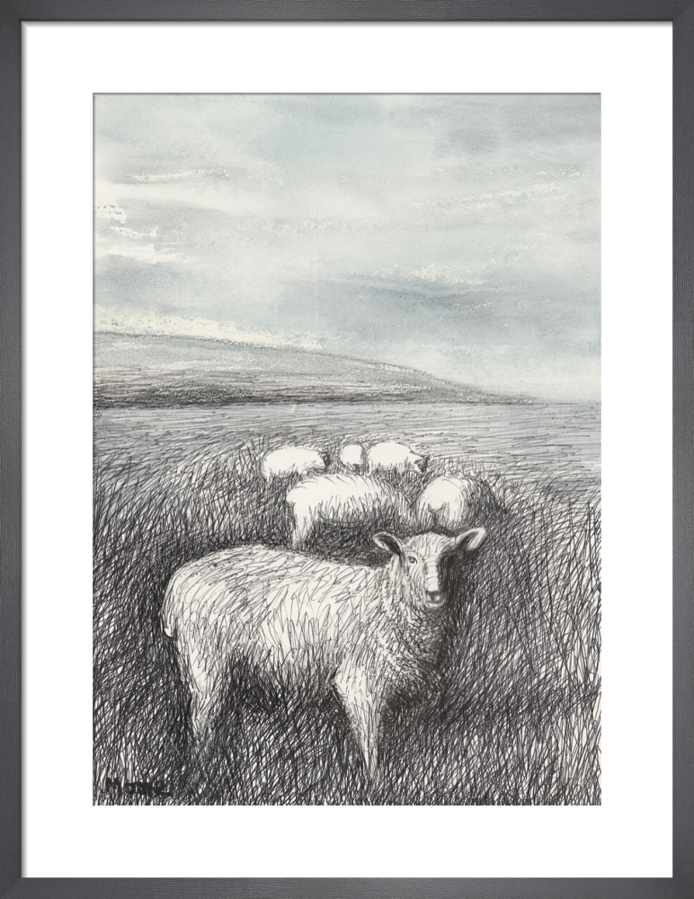 Sheep Grazing in Long Grass I