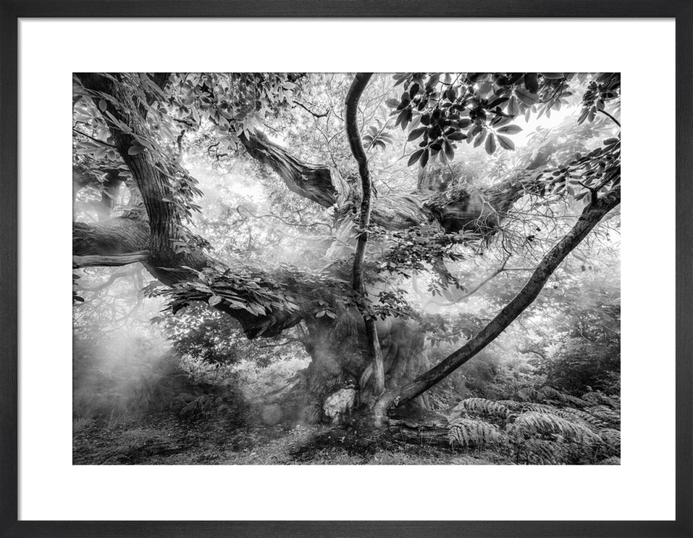 Chirk Castle Sweet Chestnut