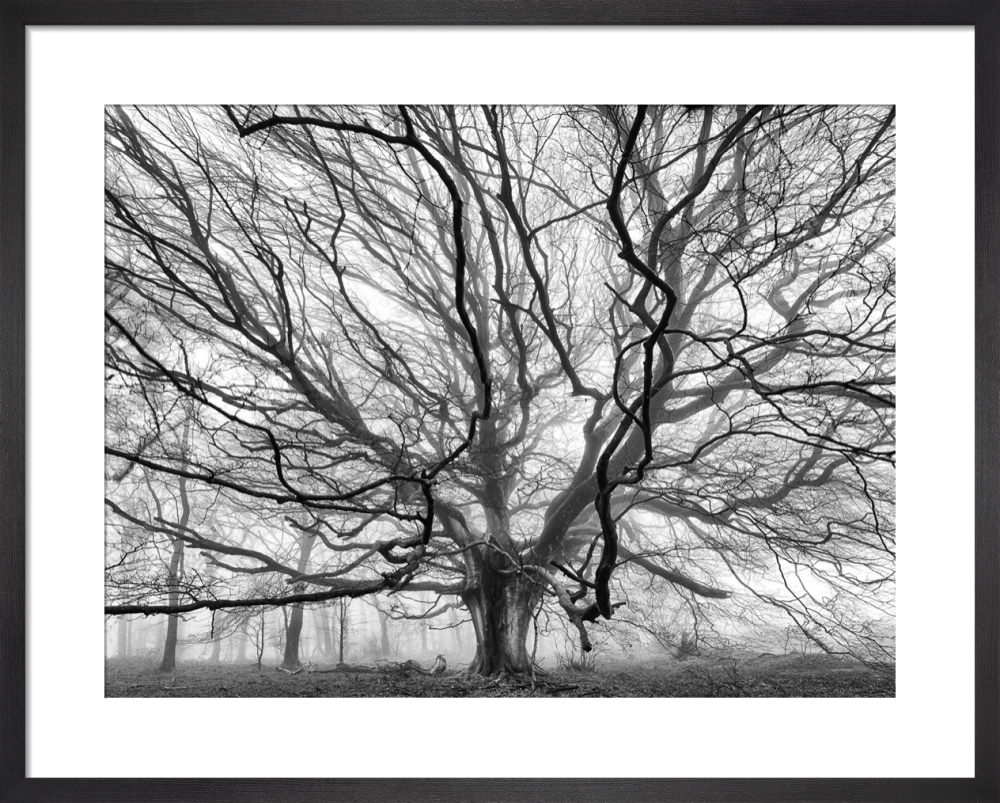Winterborne Beech
