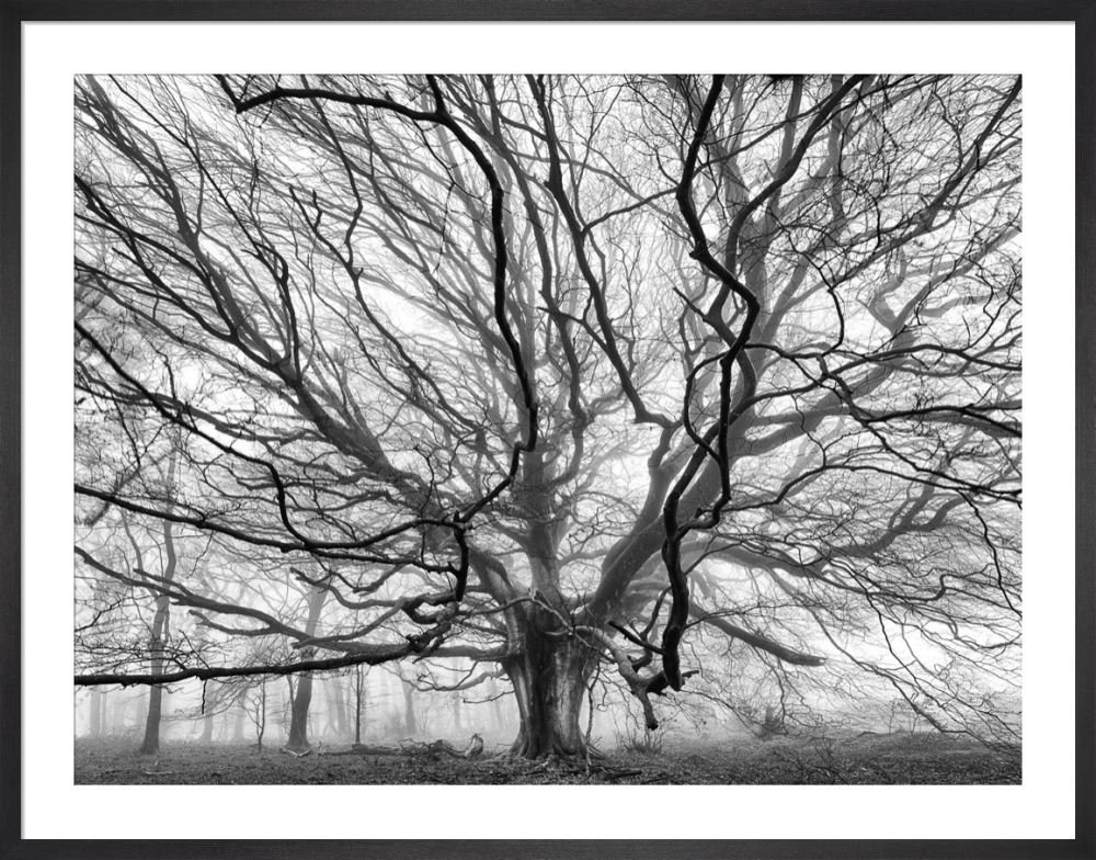 Winterborne Beech