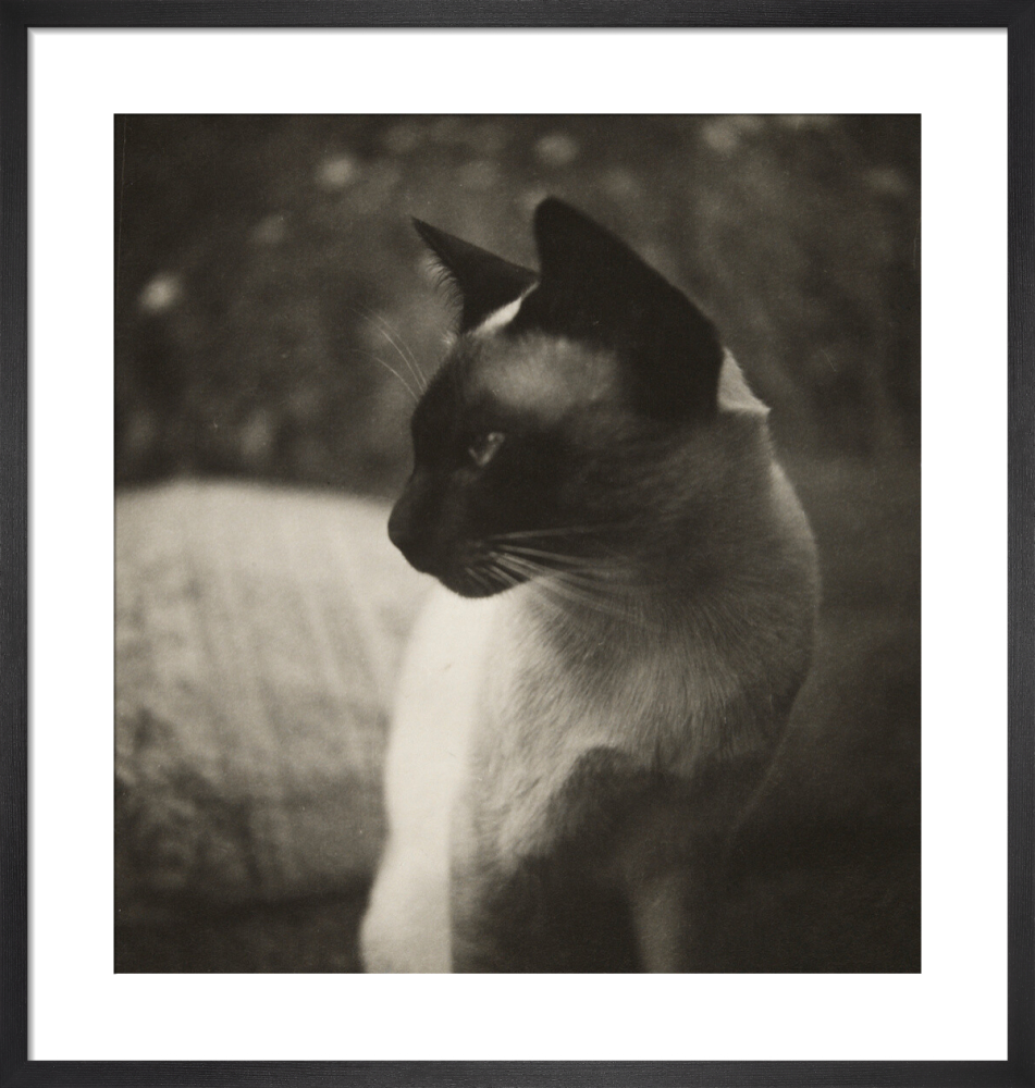 Siamese cat, 20th century