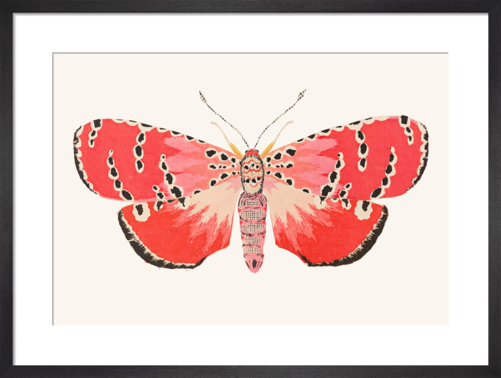 Ornate Bella Moth