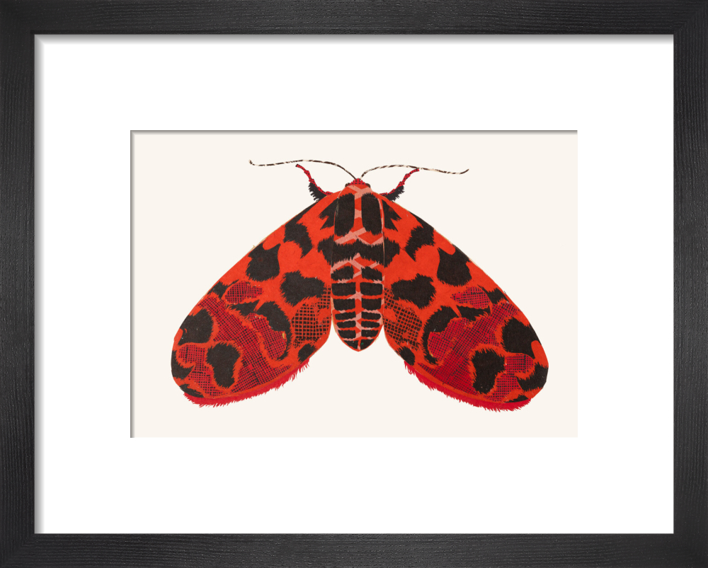 The Picture-Winged Leaf Moth