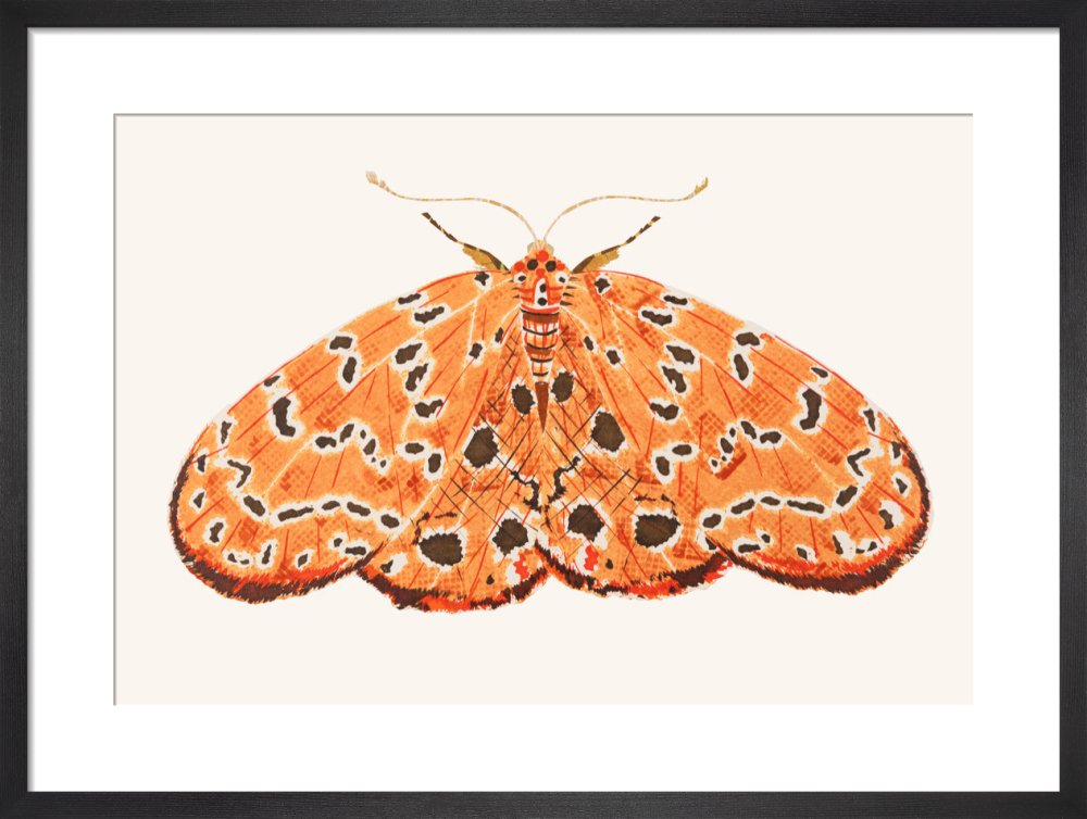 The Argus Moth