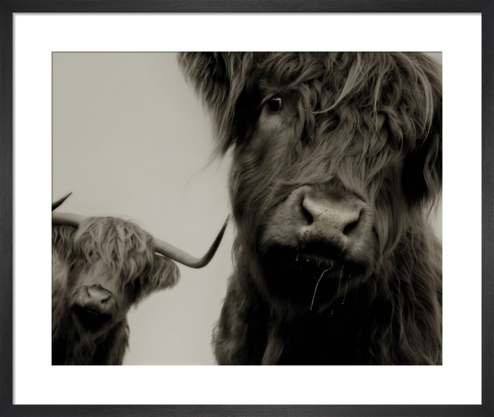 Highland Cattle Study 2