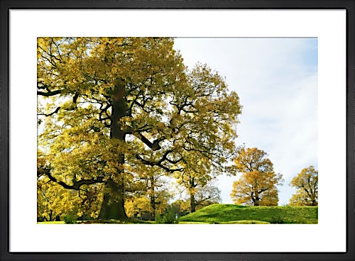 Autumn Oaks by Richard Osbourne