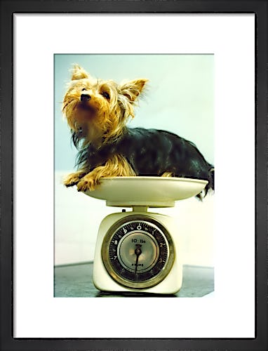 Yorkshire Terrier being weighed by Mirrorpix