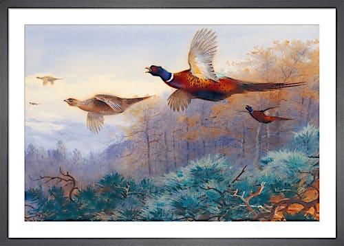 Pheasants In Flight by Archibald Thorburn