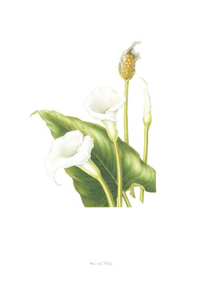Plate 7 Zantedeschia aethiopica