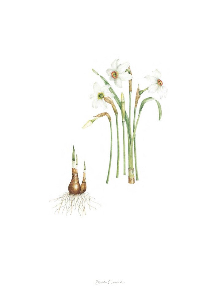 Plate 16 Narcissus poeticus