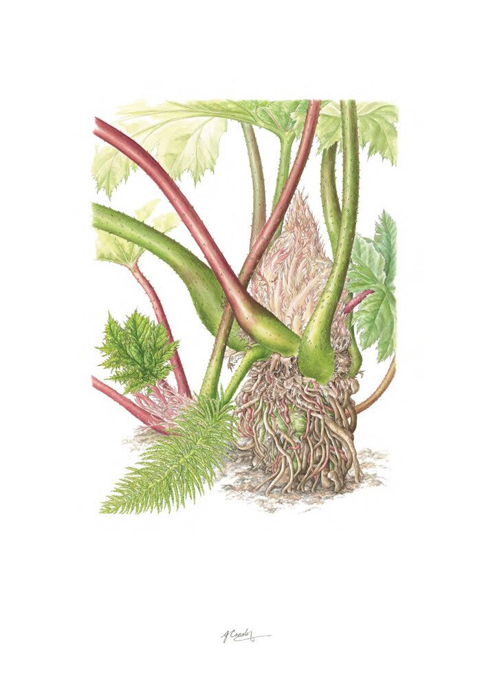 Plate 38 Gunnera manicata