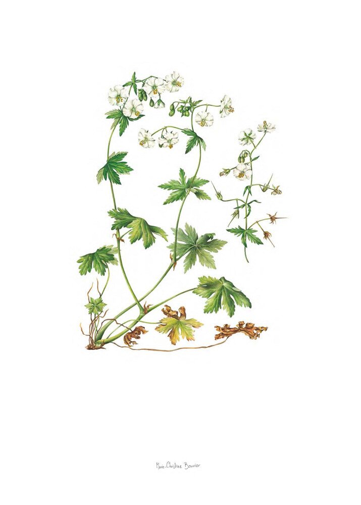 Plate 45 Geranium phaeum Album