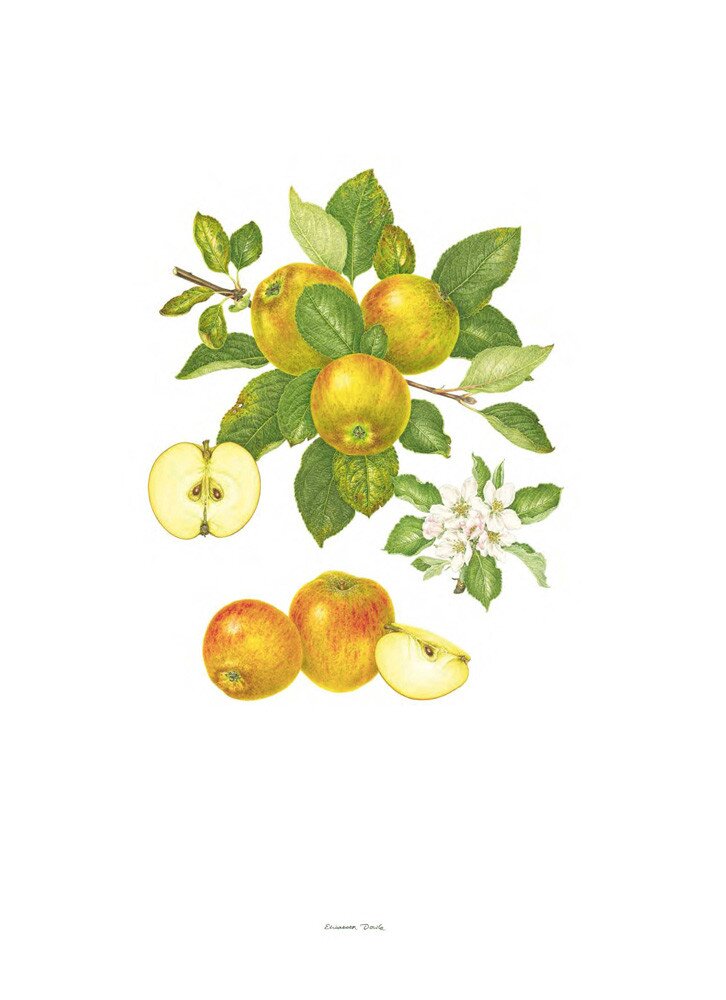 Plate 52 Malus domestica Ribston Pippin