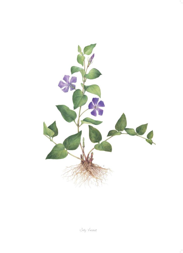Plate 91 Vinca major